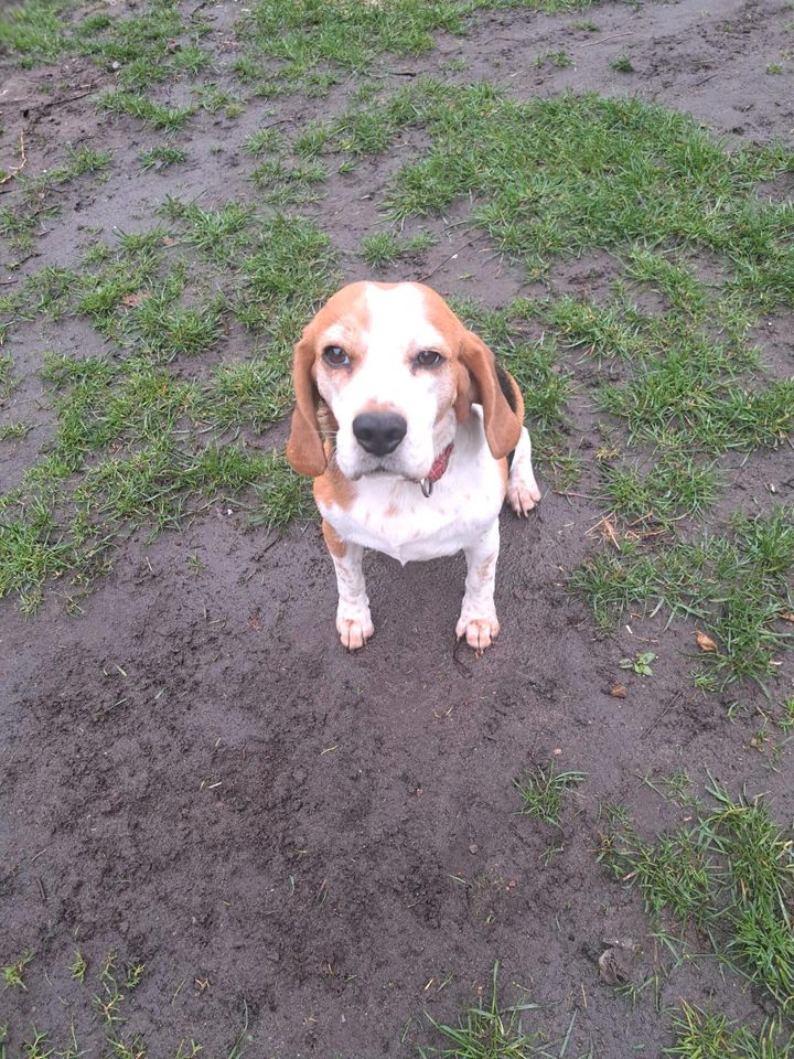 Beagle Hündin in Meyn