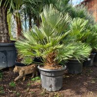 Zwergpalme Chamaerops humilis "Vulcano" 80-100 cm Gesamthöhe Bayern - Buch a. Erlbach Vorschau