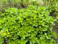 Oregano winterhart Kräutergarten Kräuter Ableger Jungpflanze Sachsen - Weinböhla Vorschau