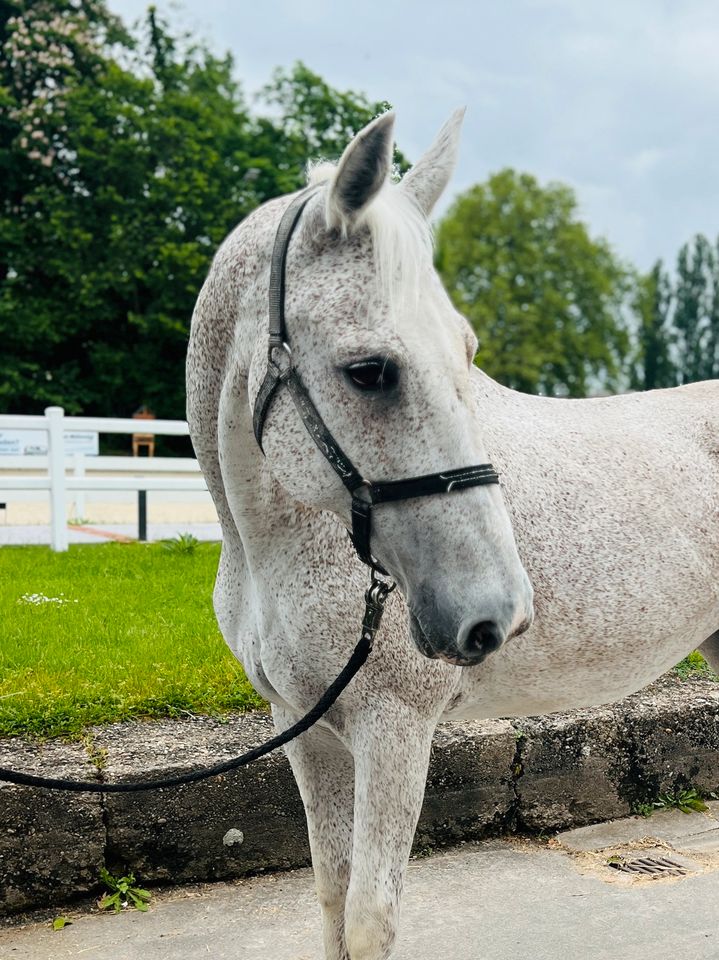 Beisteller Pferd / Bedingt Reitbar in Mannheim