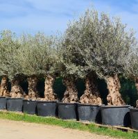 Olivenbäume Olea europaea "Hojiblanca", 100-120 cm Stammumfang Bayern - Buch a. Erlbach Vorschau