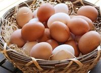 Frische Eier von freilaufenden Hühnern Schleswig-Holstein - Reinfeld Vorschau