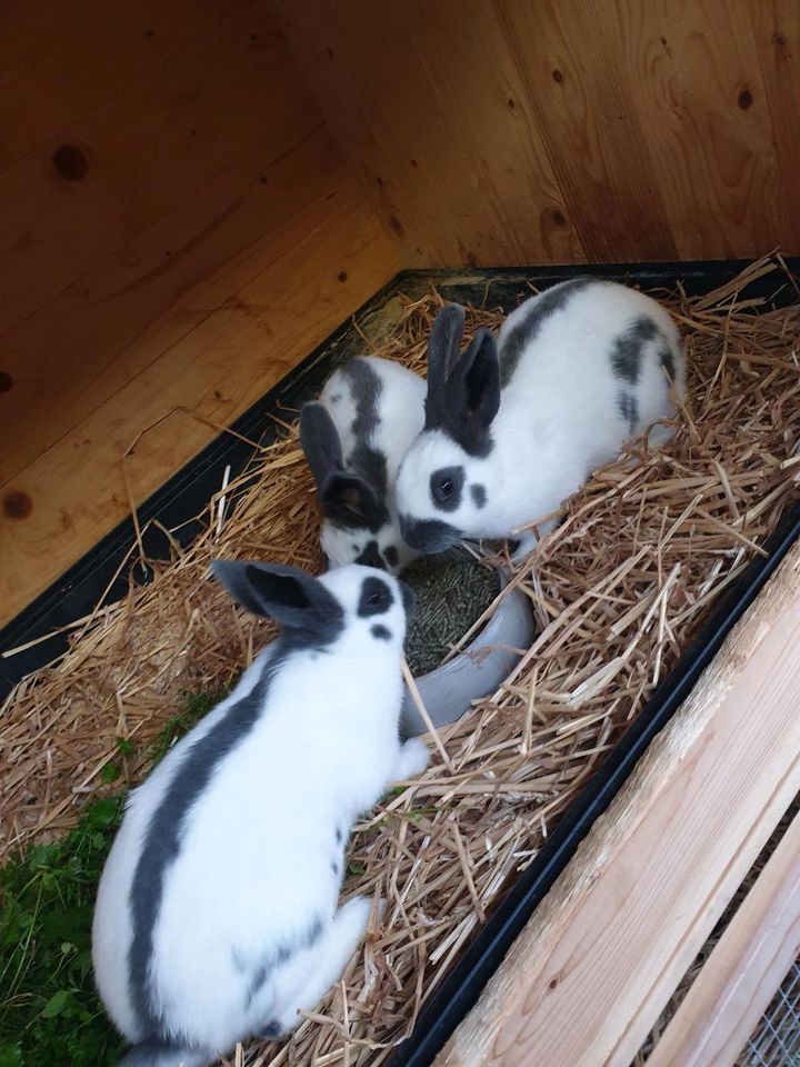 Junge Kaninchen/Kleinschecken blau-weiß/Vereinszucht in Ketsch