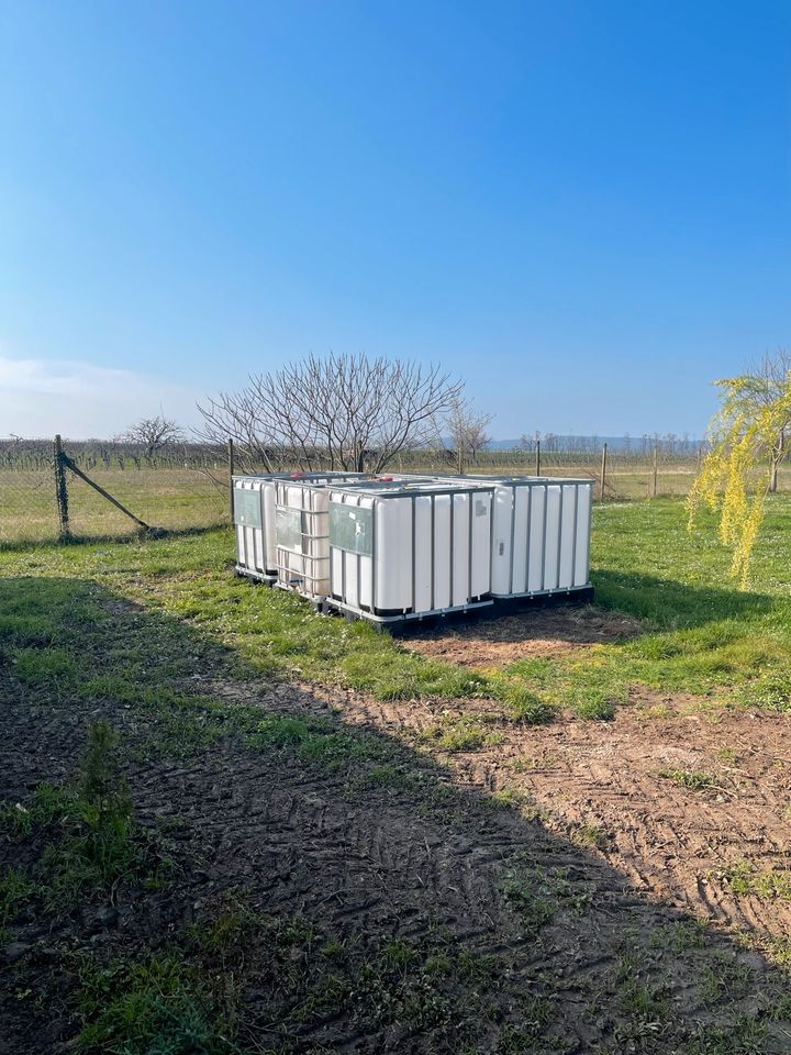 IBC Tanks kunststoff Palette in Kirchheim an der Weinstraße