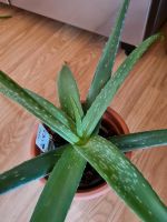 Aloe Vera Pflanze Nordrhein-Westfalen - Ibbenbüren Vorschau
