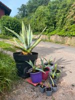 Agave verschiedene Größen Hessen - Oberzent Vorschau