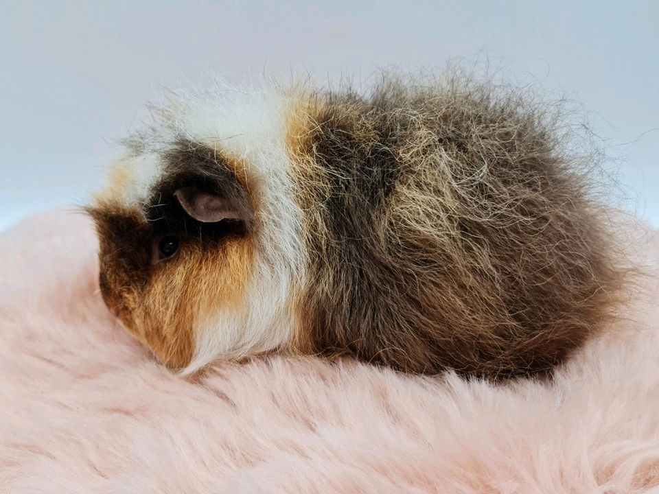 ❤️ Ch Teddy Meerschweinchen Weibchen schoko gold weiß ❤️ in Bremen