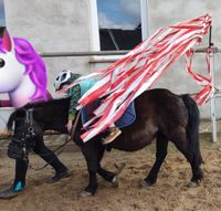 Pony reiten, Reitunterricht, Niedersachsen - Oetzen Vorschau