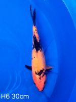 Koi D-Showa 30cm H6-14 Nordrhein-Westfalen - Wadersloh Vorschau