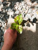 Wasserminze rot, grün , Teichpflanze Rheinland-Pfalz - Böhl-Iggelheim Vorschau