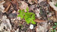 Kastanienbaum Hausbaum Sämling Setzling Ableger Aufforstung Blüte Niedersachsen - Uelzen Vorschau