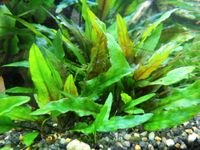 Aquarium Pflanzen Cryptocoryne wendtii Hessen - Aßlar Vorschau