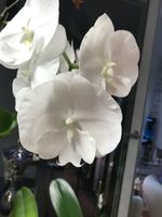 Orchidee Phalaenopsis "Big Lip white" Berlin - Neukölln Vorschau