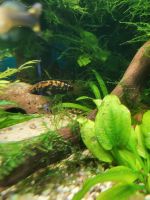 Apistogramma kullanderi Zwergbuntbarsch Sachsen-Anhalt - Halle Vorschau