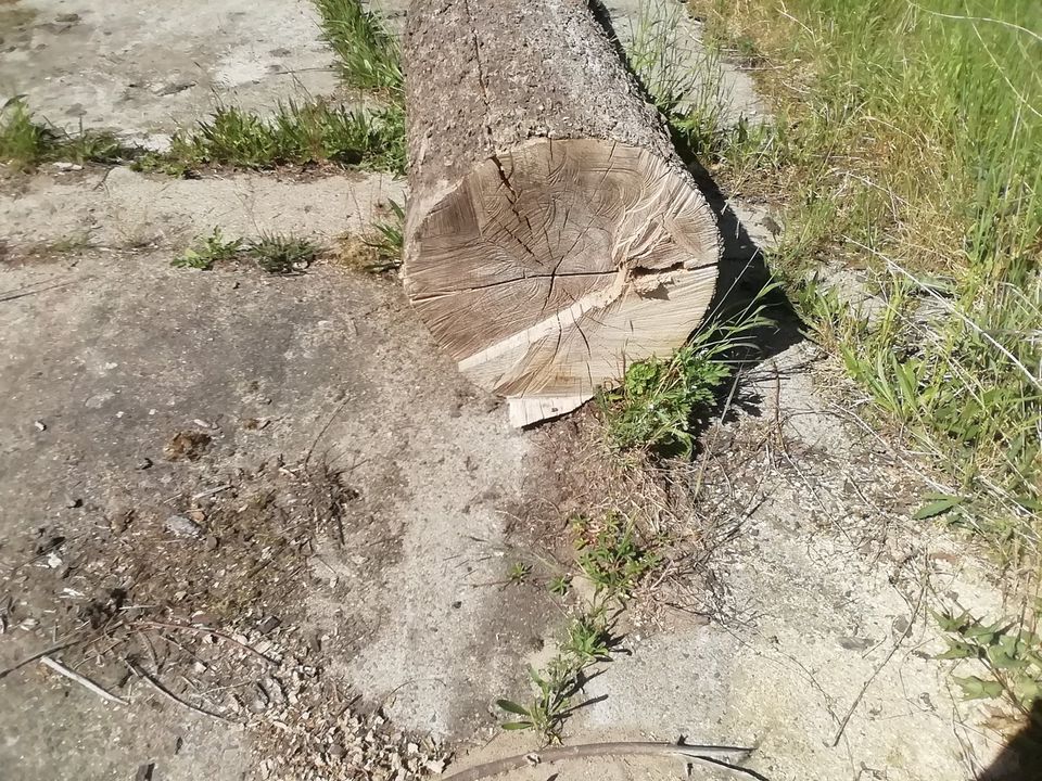 Verschiedene Eichen und Esche Stämme zu verkaufen in Hohenberg-Krusemark