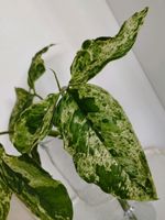 XXL Ableger Syngonium Mottled Mojito Bayern - Landshut Vorschau