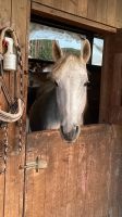 Reitbeteiligung: Pferde suchen Reit- und Pflegebeteiligung Nürnberg (Mittelfr) - Südoststadt Vorschau