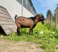 Harzer Ziegenbock Unstrut-Hainich - Altengottern Vorschau