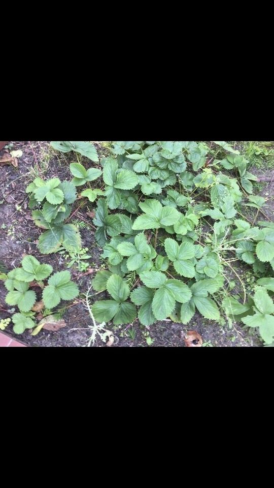 Erdbeeren robuste Ableger 2 Stück 1€ in Berlin