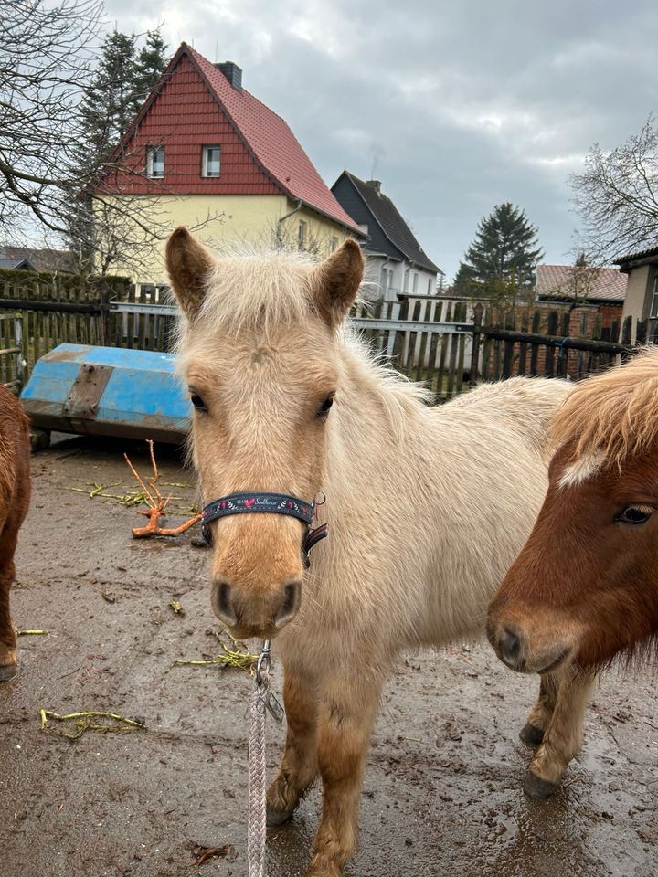 DpbS Shetty Wallach, Sonderfarbe, Absetzer, Schulpony in Groß Quenstedt