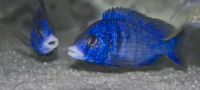 Wunderschöne Placidochromis Mdoka white lips F1 abzugeben 5-7 cm Baden-Württemberg - Kohlberg Vorschau