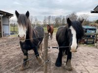 1 freier Platz bei uns im Offenstall in der Grevelau Niedersachsen - Winsen (Luhe) Vorschau