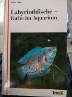 Labyrinthfische, Apuarium, Fische Hessen - Limburg Vorschau