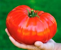 Fleisch Tomate Gigantomo - Jungpflanzen Bayern - Tegernheim Vorschau