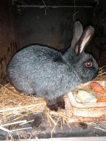 Kaninchen, Hasen, Rammler Brandenburg - Bugk Vorschau