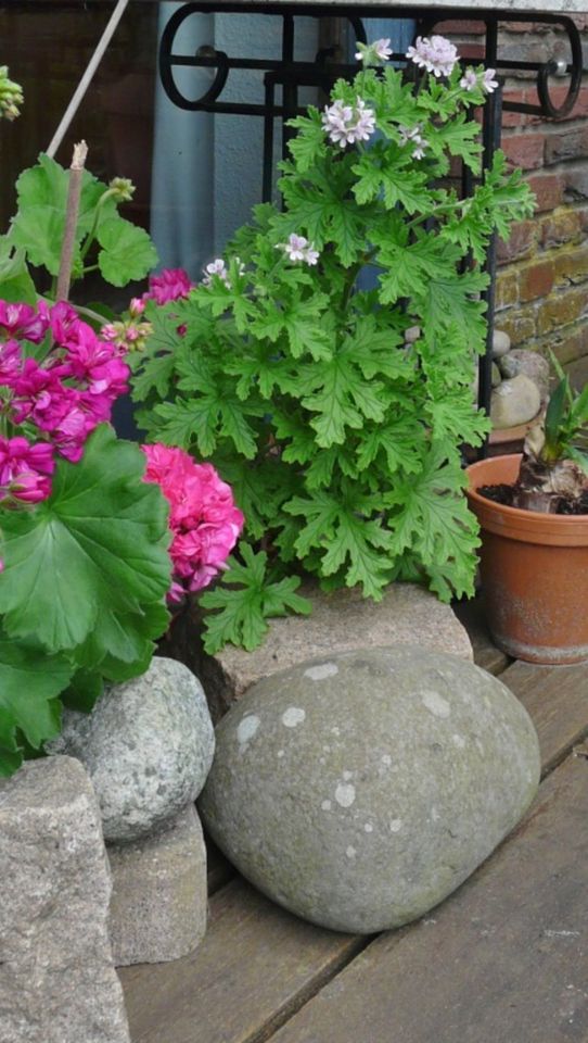 Riesige Fuchsie, Pelargonie, Geranie, Grünlilien in Eggebek