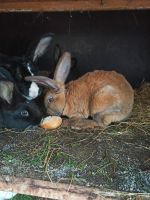 Kaninchen Rammler Rex-Mix Sachsen - Falkenstein/Vogtland Vorschau