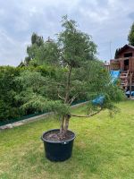 Thuja Lebensbaum Bonsai Gartenbonsai japanische Eibe Zypresse Niedersachsen - Bersenbrück Vorschau