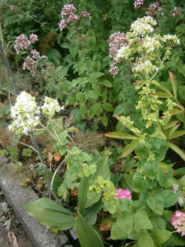 KRÄUTERSAMEN: OREGANO (WILDER MAJORAN) ODER KATZENMINZE in Lutherstadt Wittenberg