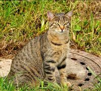 Katze Bella vermisst Bayern - Lengenwang Vorschau