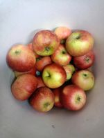 Äpfel oder Birnen zum Entsaften gesucht. Bayern - Murnau am Staffelsee Vorschau