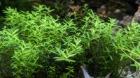 Rotala rotundifolia green - Grünblättrige Rotala Schleswig-Holstein - Groß Rheide Vorschau