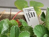 3 Junge Erdbeerpflanzen, aromatische Erdbeeren 2€ Nordrhein-Westfalen - Havixbeck Vorschau