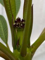 Plumeria, Frangipani, Tempelbaum Niedersachsen - Bülstedt Vorschau