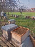 Buckfast Bienenvölker auf ZaDant Bioland Leipzig - Marienbrunn Vorschau