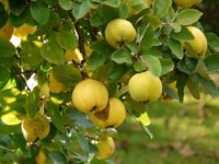 Quittensaft natur 3l Beutel Bayern - Mühlhausen Vorschau