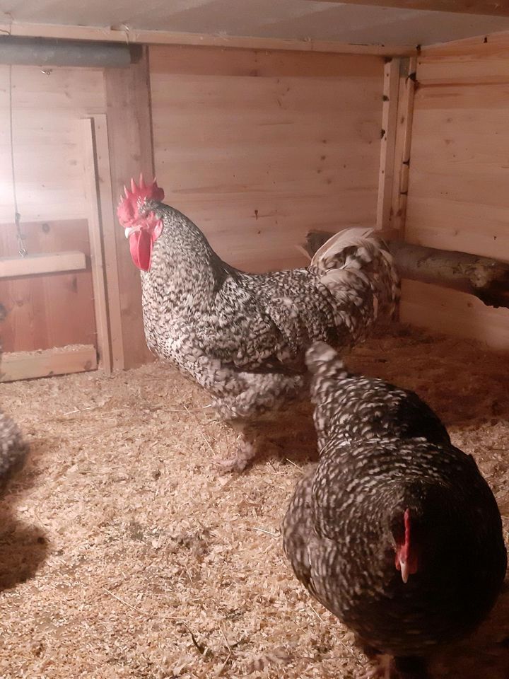 Mechelner Hühner, nicht Brut-Eier in Melle