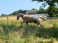 Appaloosa Wallach, der keine Wünsche offen lässt Nordrhein-Westfalen - Schieder-Schwalenberg Vorschau