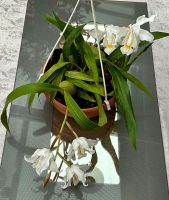 Coelogyne cristata, blüht gerade Baden-Württemberg - Bad Friedrichshall Vorschau