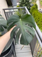 3 wunderschöne Monstera Deliciosa Ableger Baden-Württemberg - Friesenheim Vorschau