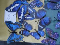 12 Schmetterlinge blau lila, schwarztöne Hessen - Friedrichsdorf Vorschau