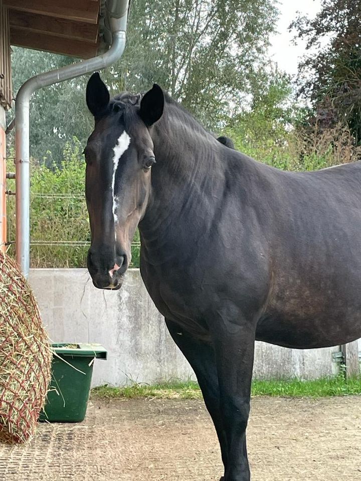 Schweres Warmblut "Piet", 17 Jahre (* 24.04.2007), 1,64 m in Kassel