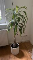 Großer Drachenbaum, Palme, Pflanze Hamburg-Nord - Hamburg Uhlenhorst Vorschau