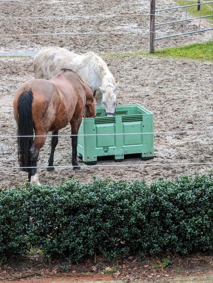 Heuraufe Heukiste Heubox Futterraufe mit Fressgitter für Pferde in Twistringen