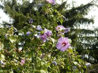 Hibiskus Roseneibisch Jungpflanzen Niedersachsen - Königslutter am Elm Vorschau