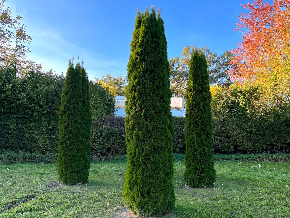 Lebensbaum Thuja occidentalis 'Smaragd' 300-350 cm | Bayernhecke in Elsendorf